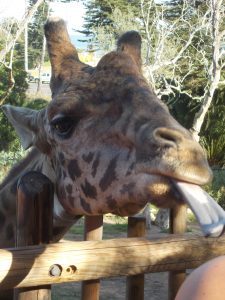 Santa Barbara Zoo Giraffe