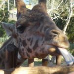 Santa Barbara Zoo Giraffes: A Lesson In ‘Giraffe Marketing’