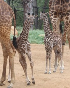 Santa Barbara Zoo Giraffes